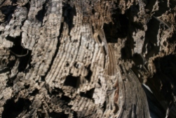 Tree rings of a petrified log