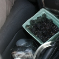 Yummy blackberries
