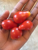 Cherry tomatoes from mommsy's garden. Yum!